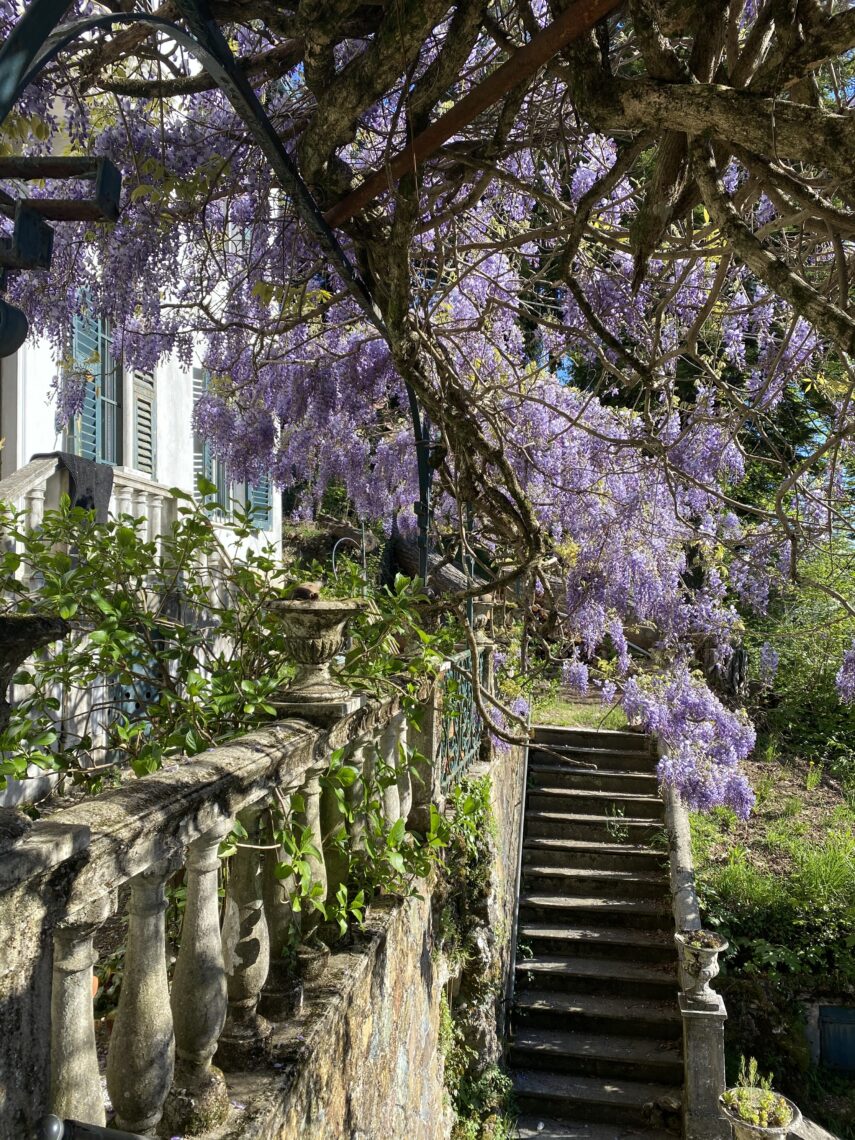 Il glicine del giardino 