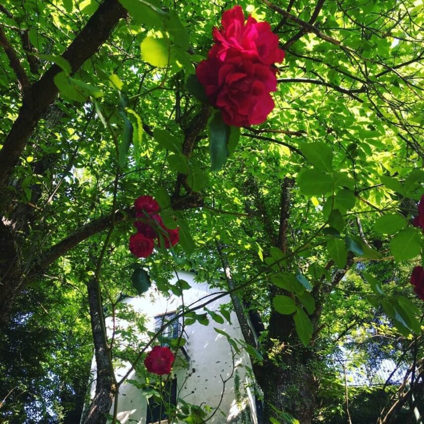 Rose in giardino